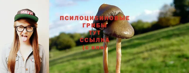 продажа наркотиков  Кимры  Галлюциногенные грибы MAGIC MUSHROOMS 