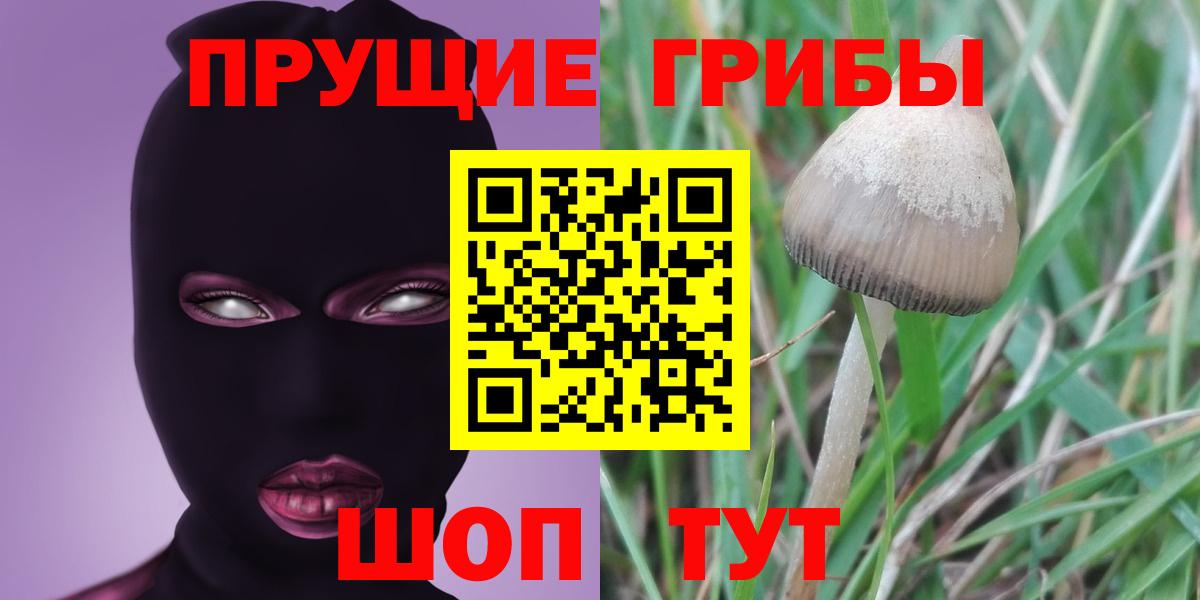 Псилоцибиновые грибы Psilocybine cubensis Кимры